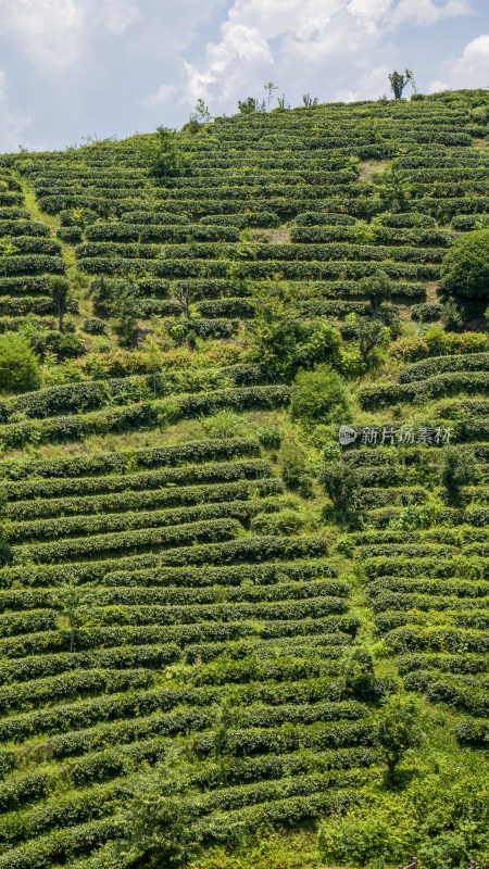 茶叶茶山茶艺茶园采茶茶红茶绿茶春茶茶叶茶