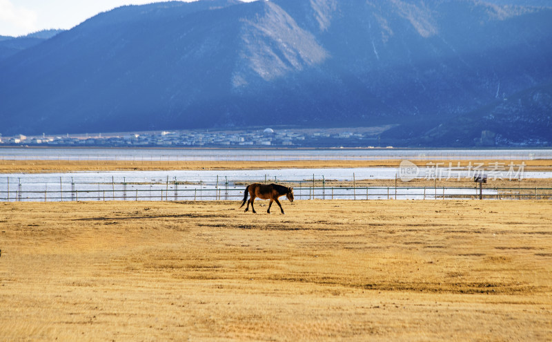 云南香格里拉纳帕海湿地边的马