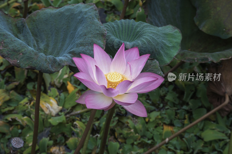 秋季白昼荷花池里盛开的粉色荷花