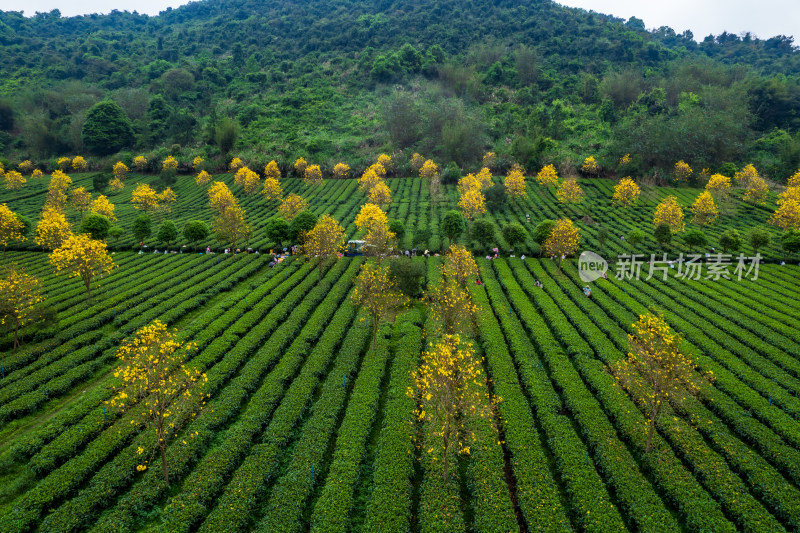 广东清远英德茶园茶场春天采茶风光航拍