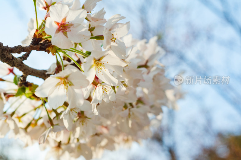 一簇盛开的白色樱花