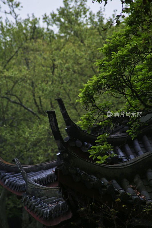 雨后西湖边