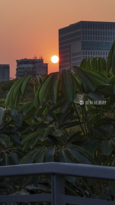 深圳城市日落逆光风景