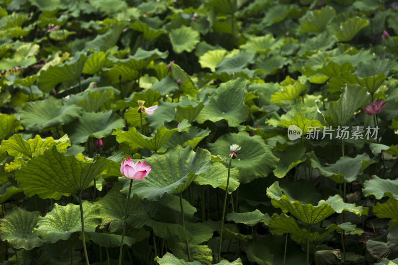 夏季公园荷塘荷叶丛中荷花特写