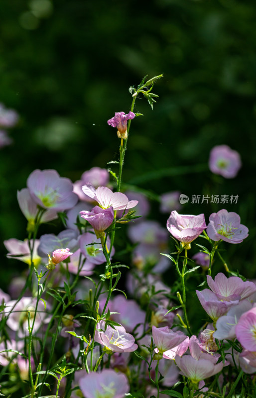 三门峡陕州公园盛开的花