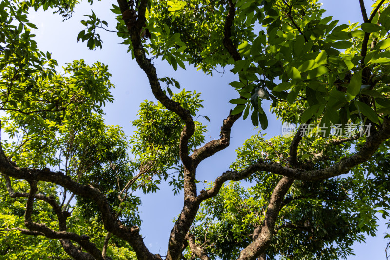 荔枝林、荔枝树