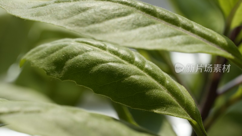 特写拍摄植物的树叶