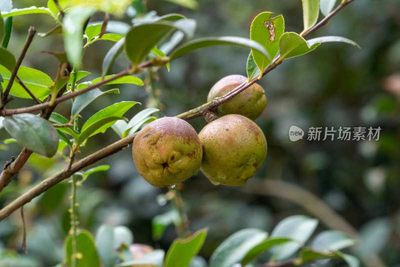 野生油茶籽树