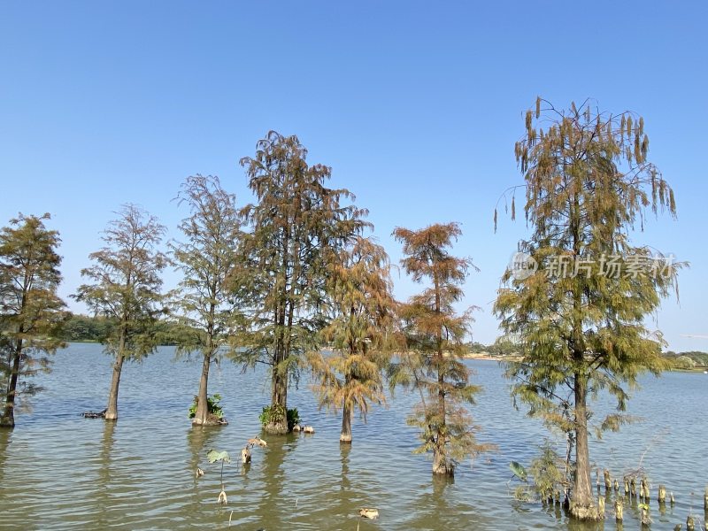 广州白云湖公园秋天景色水杉