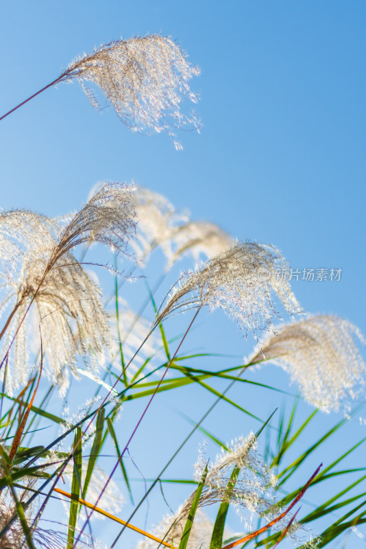 风吹芦苇，意境