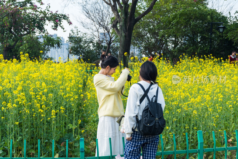 女孩在油菜花田拍照场景