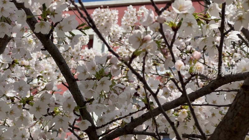 春游踏春美景赏花