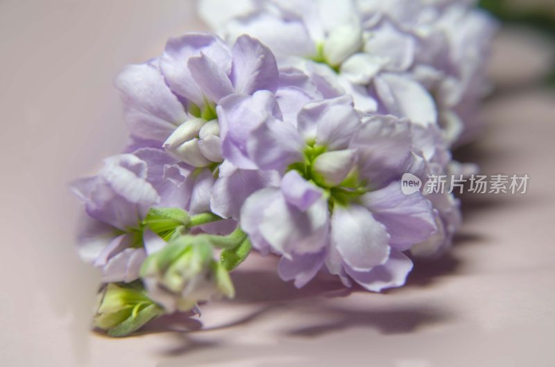 粉红色背景，柔美芬芳的紫罗兰花朵