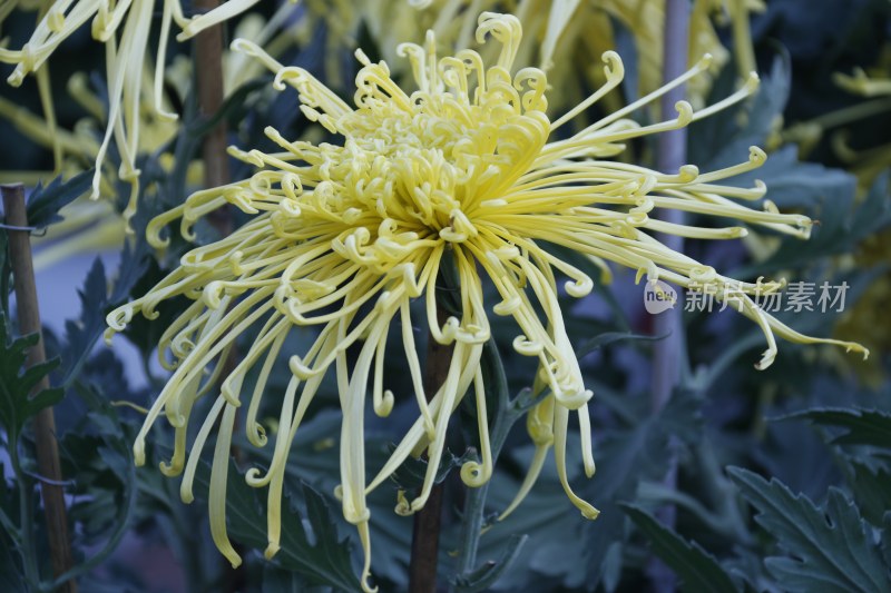 黄色菊花 丝状菊花 金丝菊花 