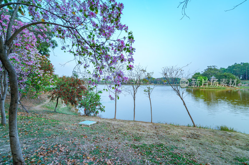 广州番禺大学城中心湖绿色草地树林湖景风光