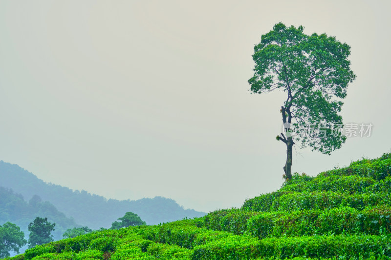 晨雾中的茶园