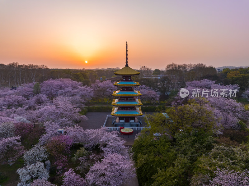 武汉东湖磨山樱花园樱花盛开