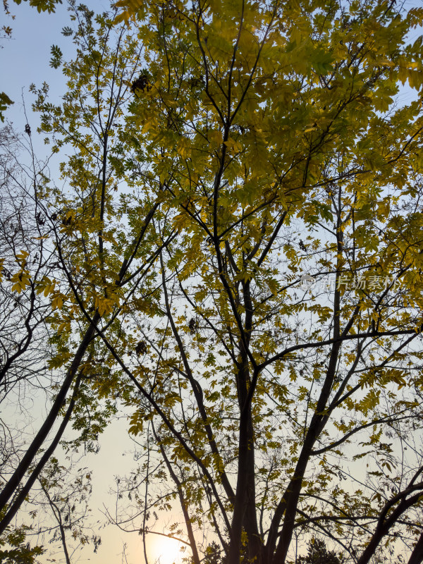 秋天树木的低角度视图