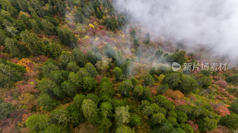 阿坝州黄龙风景名胜区秋色