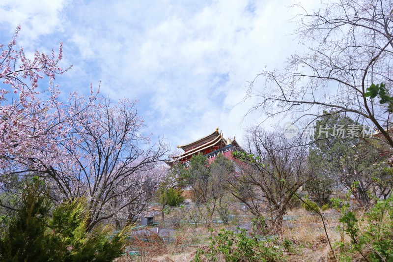 花遇大佛寺