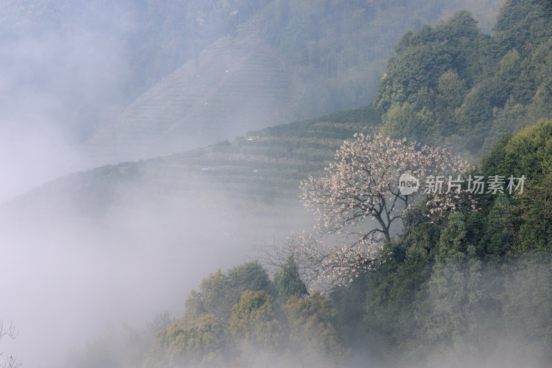 杭州大径山茶园风光