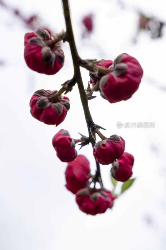 春天绽放的红色碧桃花特写