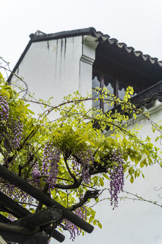 苏州园林拙政园，花架上的紫藤花与园林建筑