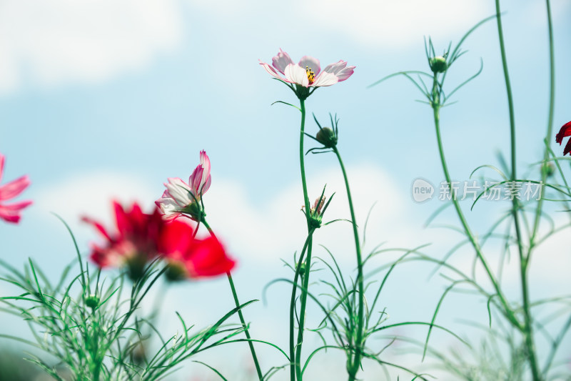 夏日格桑花