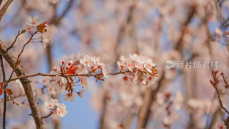 晴天桃花