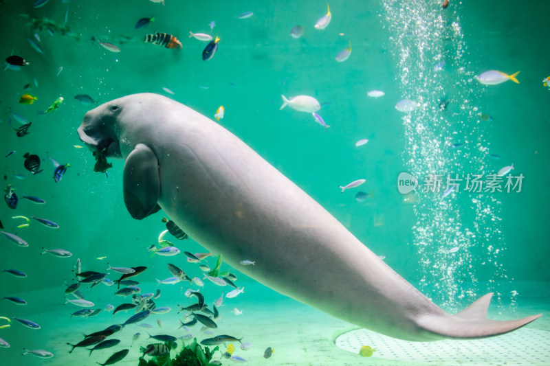 日本三重县鸟羽水族馆里的儒艮