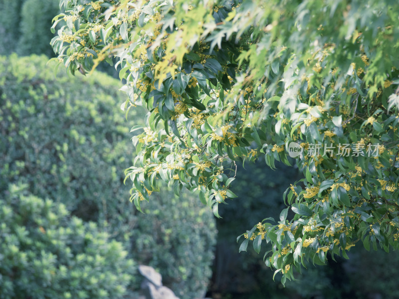 上海桂林公园的桂花树