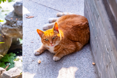 镜头中的橘猫特写