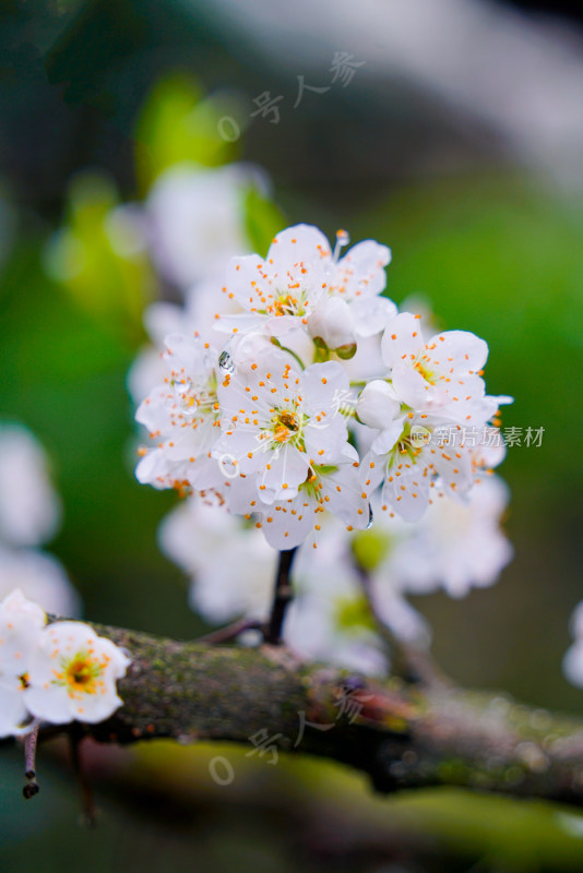 鲜花花朵花卉花树