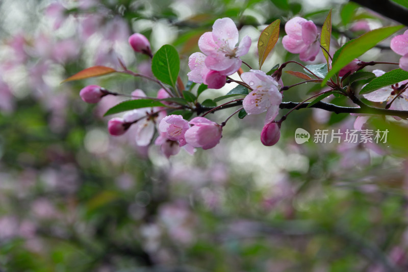 带水珠的粉色海棠花特写