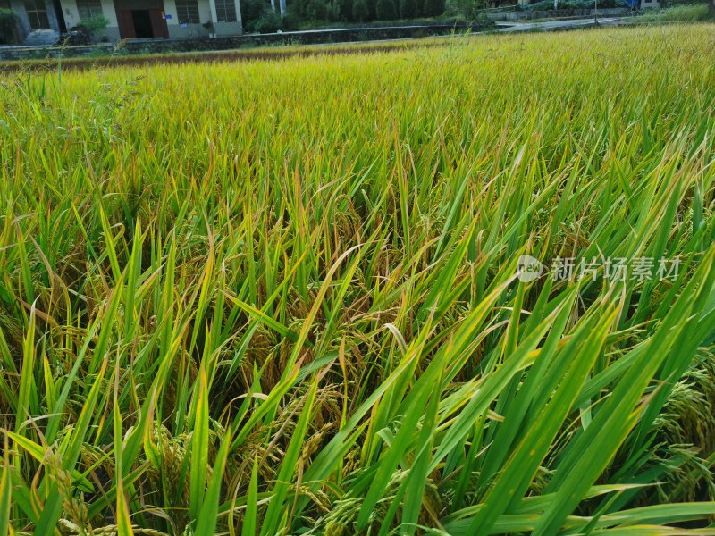 水稻大米丰收