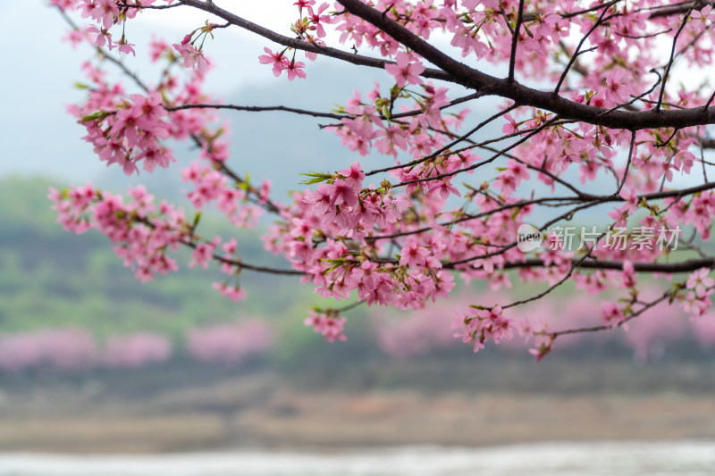 樱花绽放