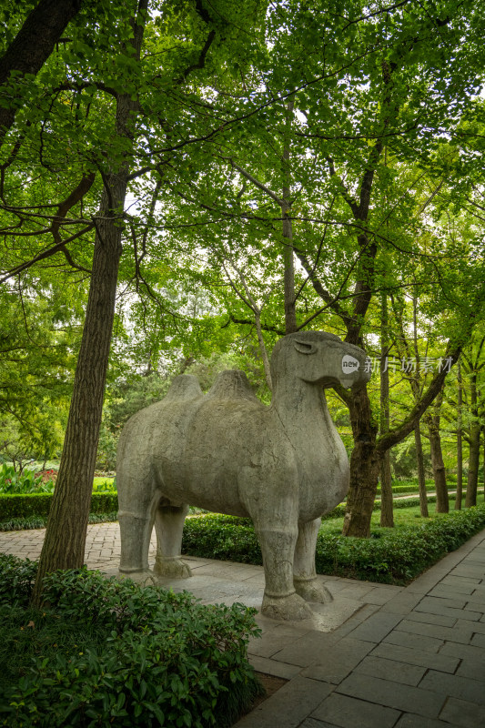 南京钟山明孝陵景区石像路夏季骆驼