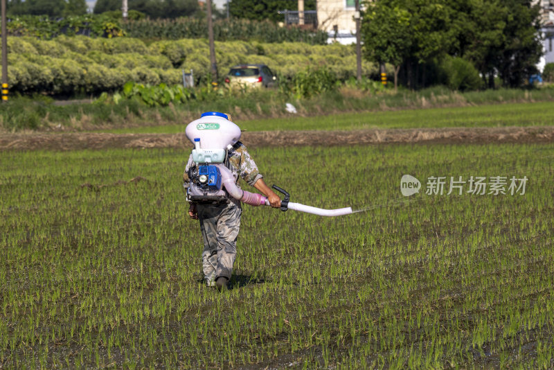 农田麦田稻田施肥