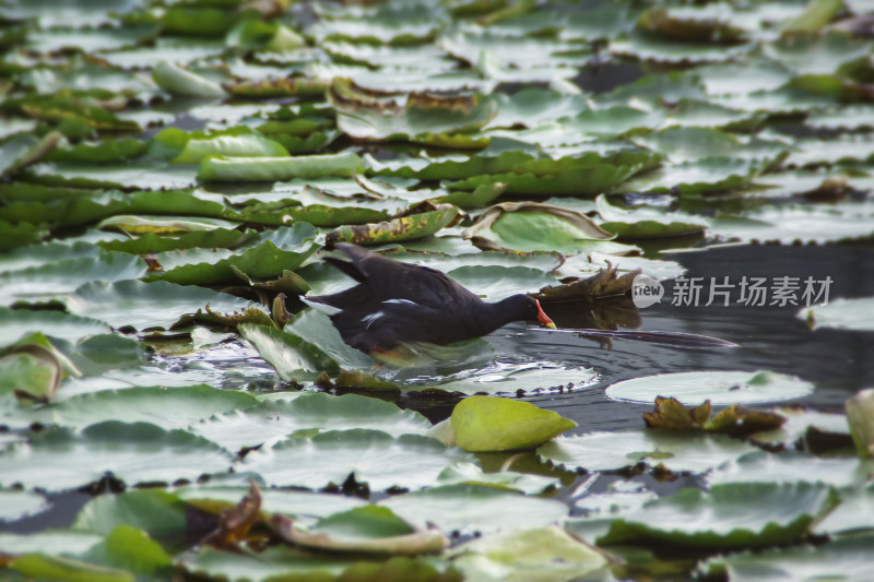 黑水鸡捕食