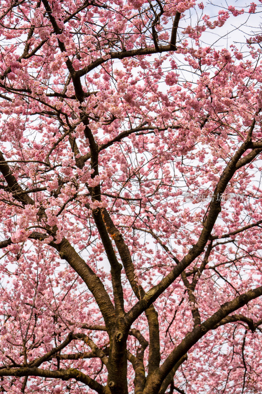 武汉东湖樱园里的粉色浪漫樱花