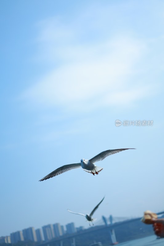 飞翔的海鸥场景