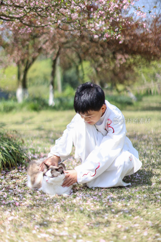 穿着汉服的小男孩和宠物布偶猫 赏花 海棠花