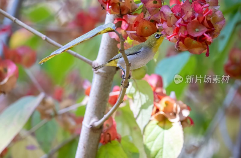 暗绿绣眼鸟栖息枝头亲近红花