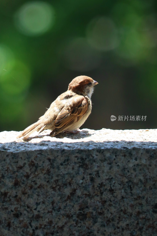 春天的麻雀 灵动的小鸟