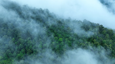 云雾森林云海树林航拍森林雨天森林俯拍树林