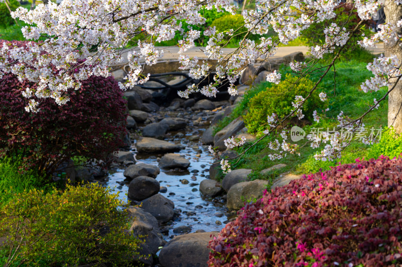 武汉东湖磨山樱花园樱花盛开