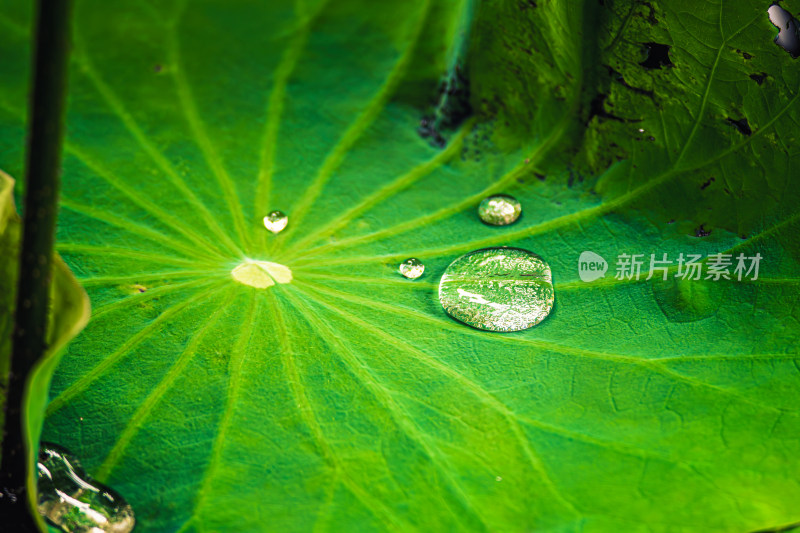 荷叶上的水珠