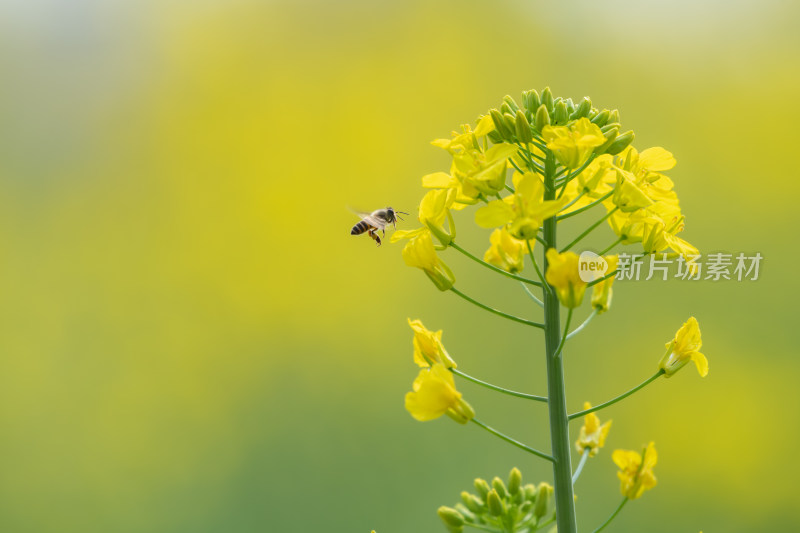 春天油菜花和蜜蜂