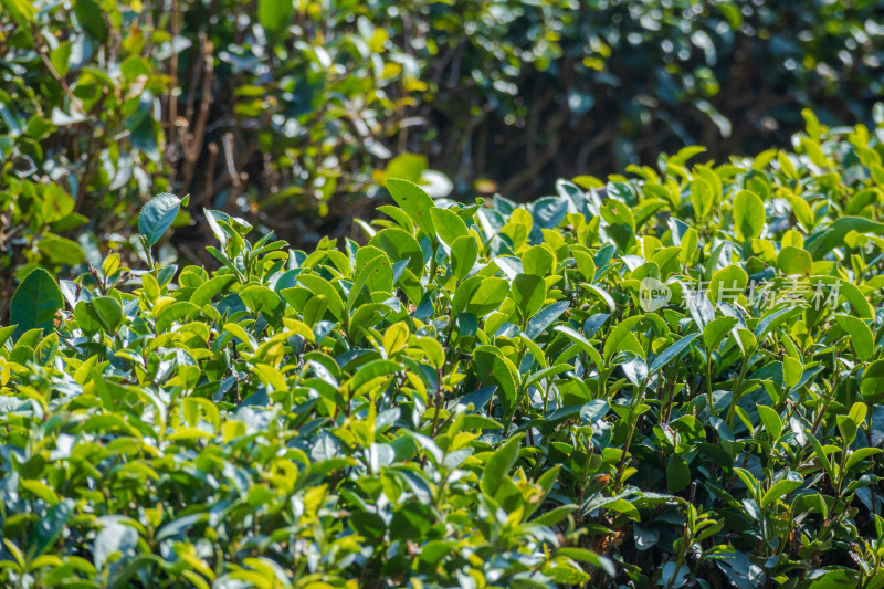 惠州柏塘绿茶茶园清晨时分茶树上的新鲜嫩芽