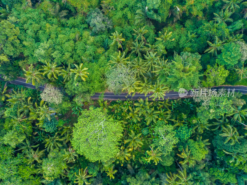 热带雨林航拍俯瞰